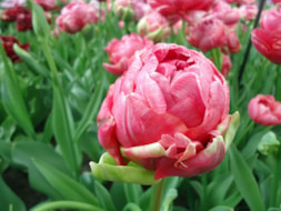 Keukenhof (45)